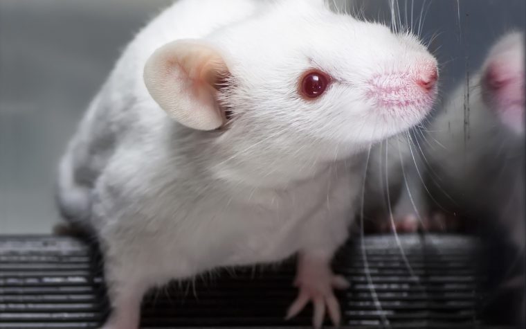 A mouse study links depression seizures.